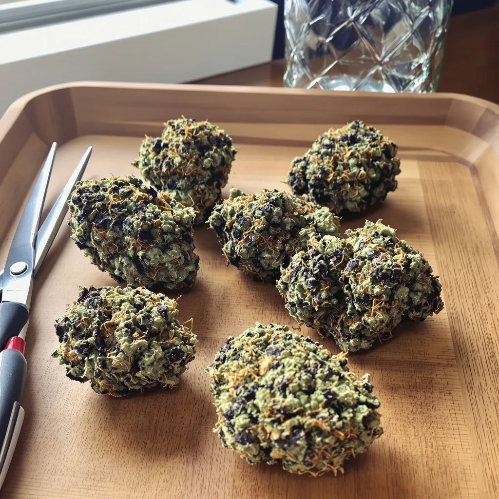 Gorilla Biscuit 67% indica / 33% sativa — fleur avec trichomes visibles