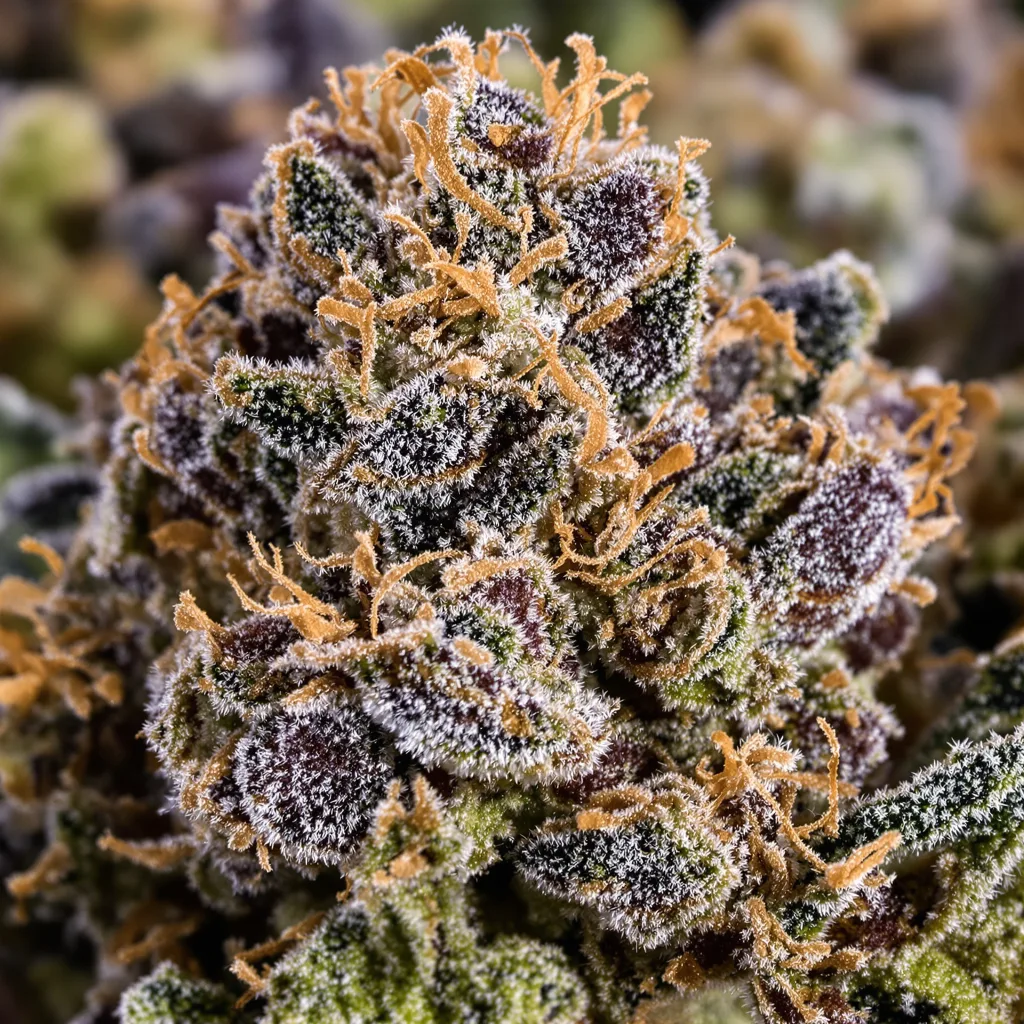 Gros plan de fleur de cannabis Gorilla Biscuit montrant calices denses aux reflets violets