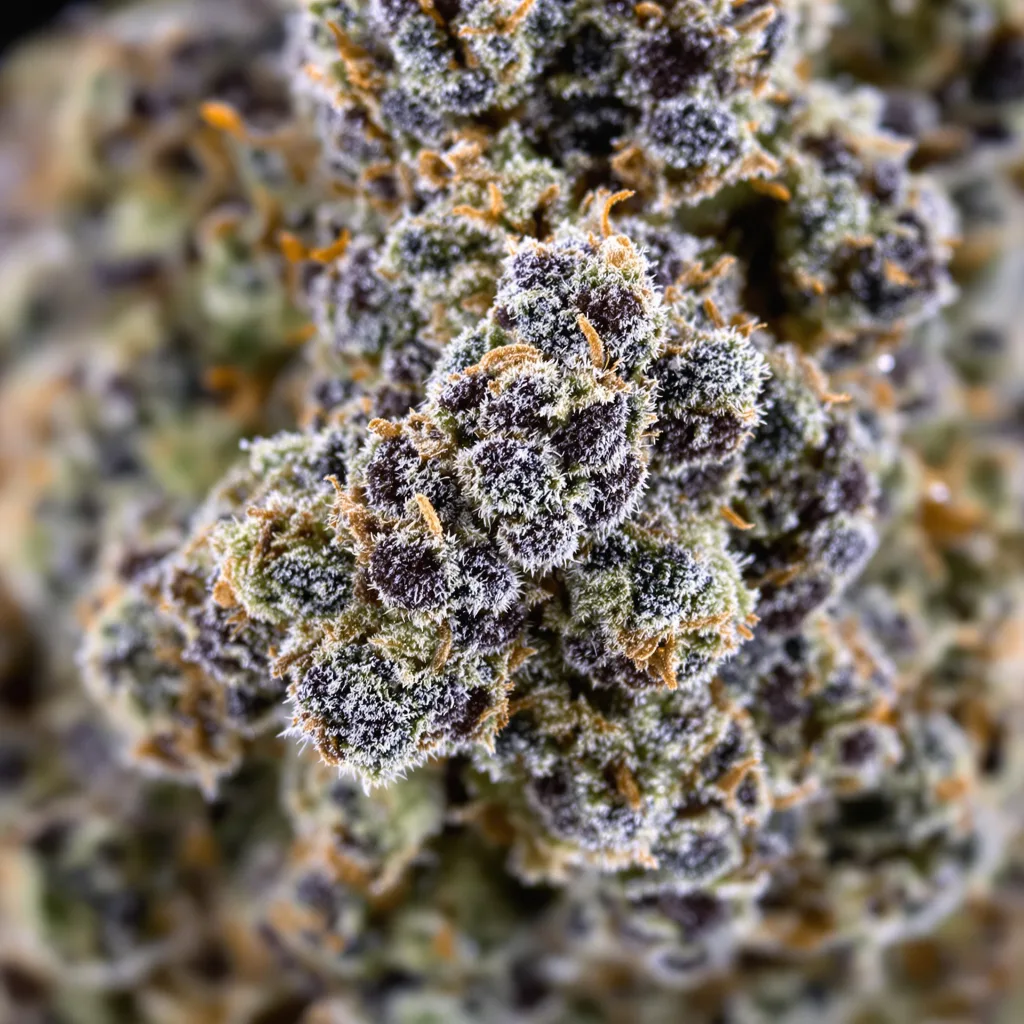 Gros plan de fleur de cannabis Gorilla Cookies montrant calices denses aux reflets violets