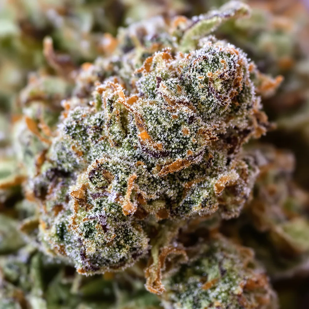 Gros plan de fleur de cannabis Gorilla Glue #4 montrant nugs denses vert forêt