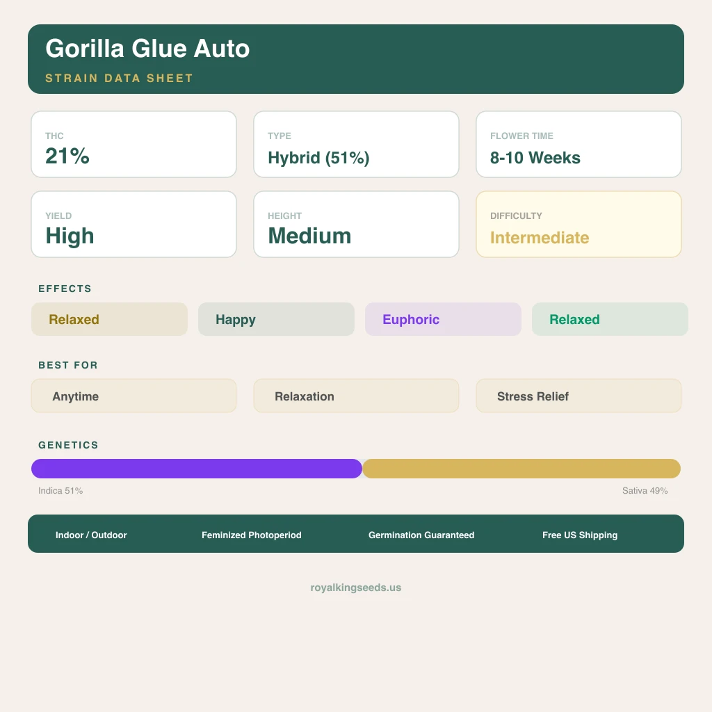Gorilla Glue 51% indica / 49% sativa — fleur avec trichomes visibles