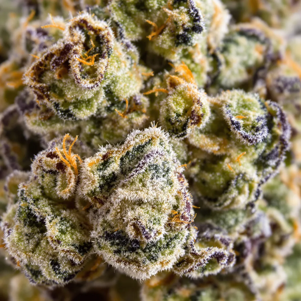 Gros plan de fleur de cannabis Gorilla Nut montrant structure équilibrée avec trichomes givrés