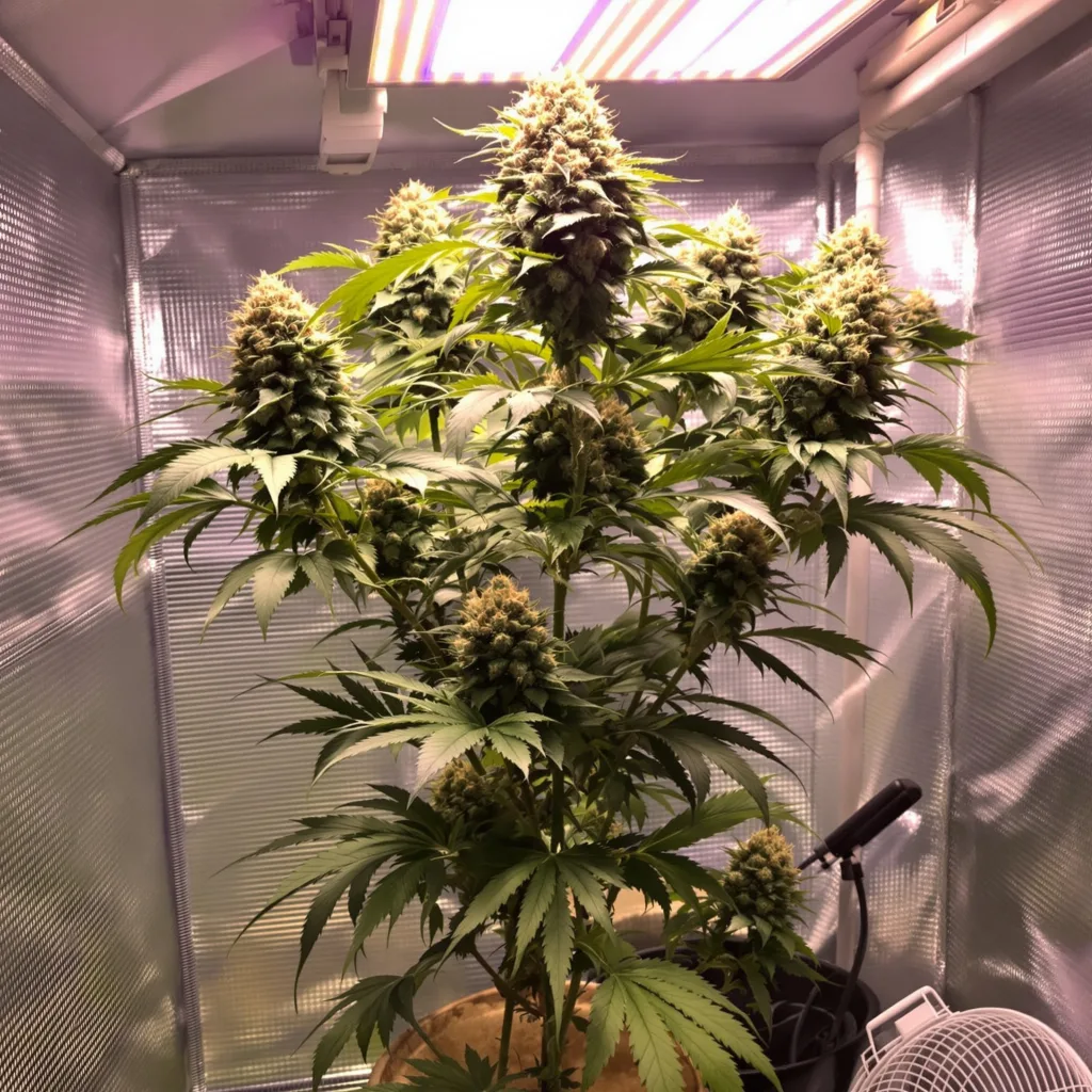 Plante de cannabis Grandmas Sugar Cookies en floraison — 120-180 cm féminisée