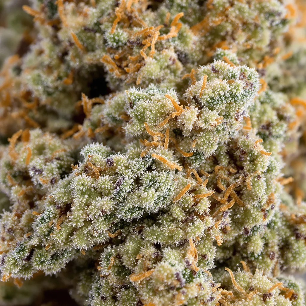 Gros plan de fleur de cannabis Grandmas Sugar Cookies montrant structure équilibrée avec trichomes givrés