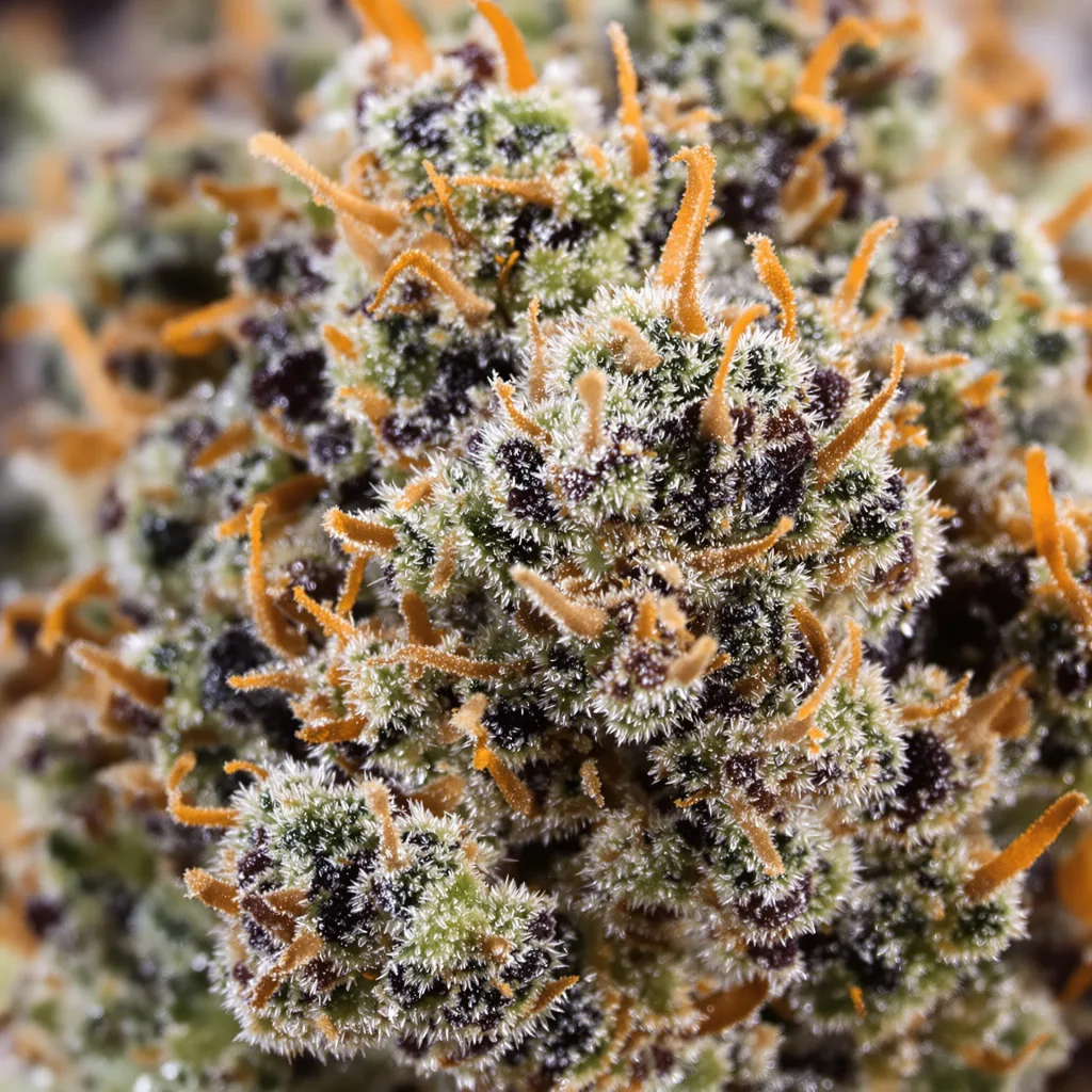 Gros plan de fleur de cannabis Grape Cookies montrant calices denses aux reflets violets