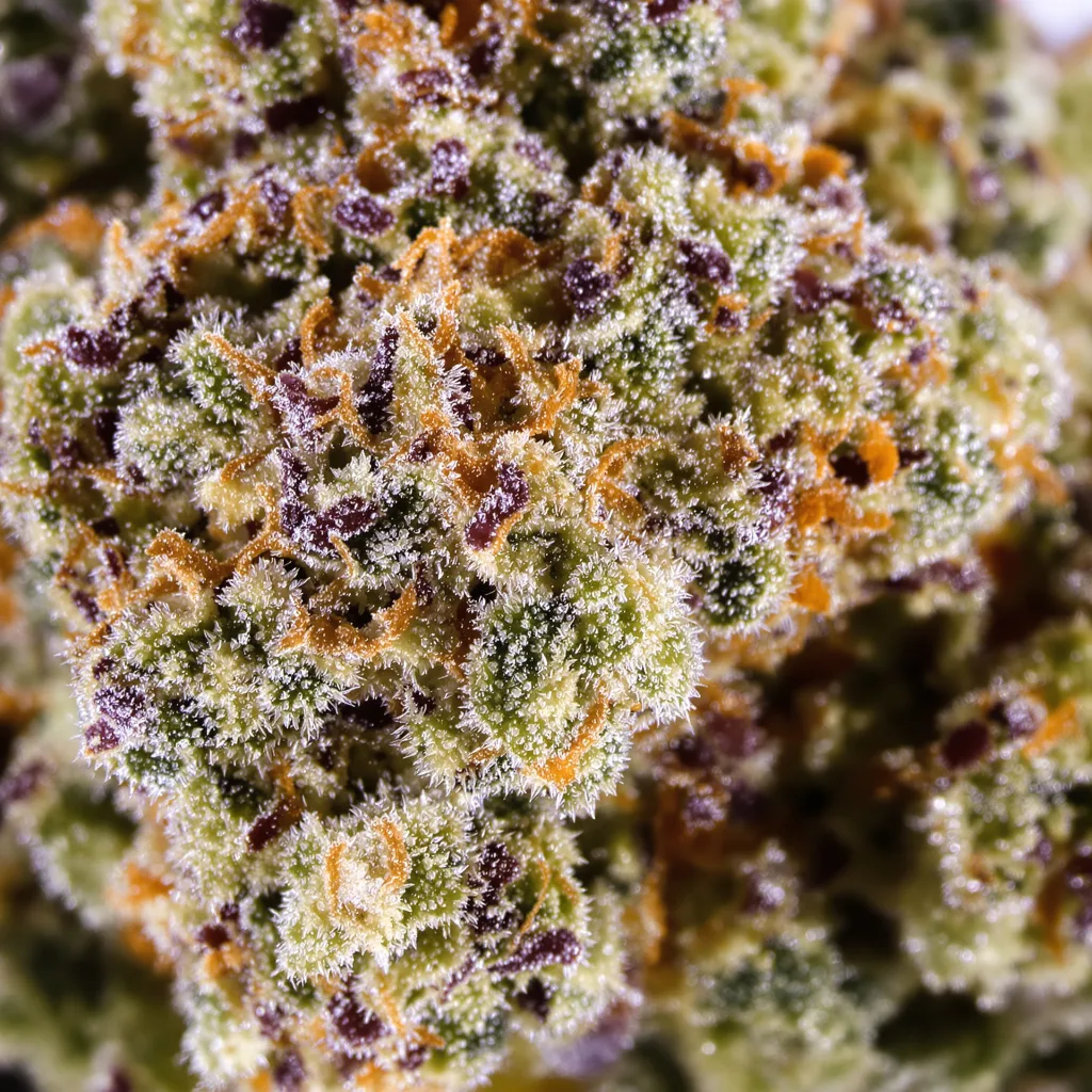 Gros plan de fleur de cannabis Grape Gelato montrant structure équilibrée avec trichomes givrés