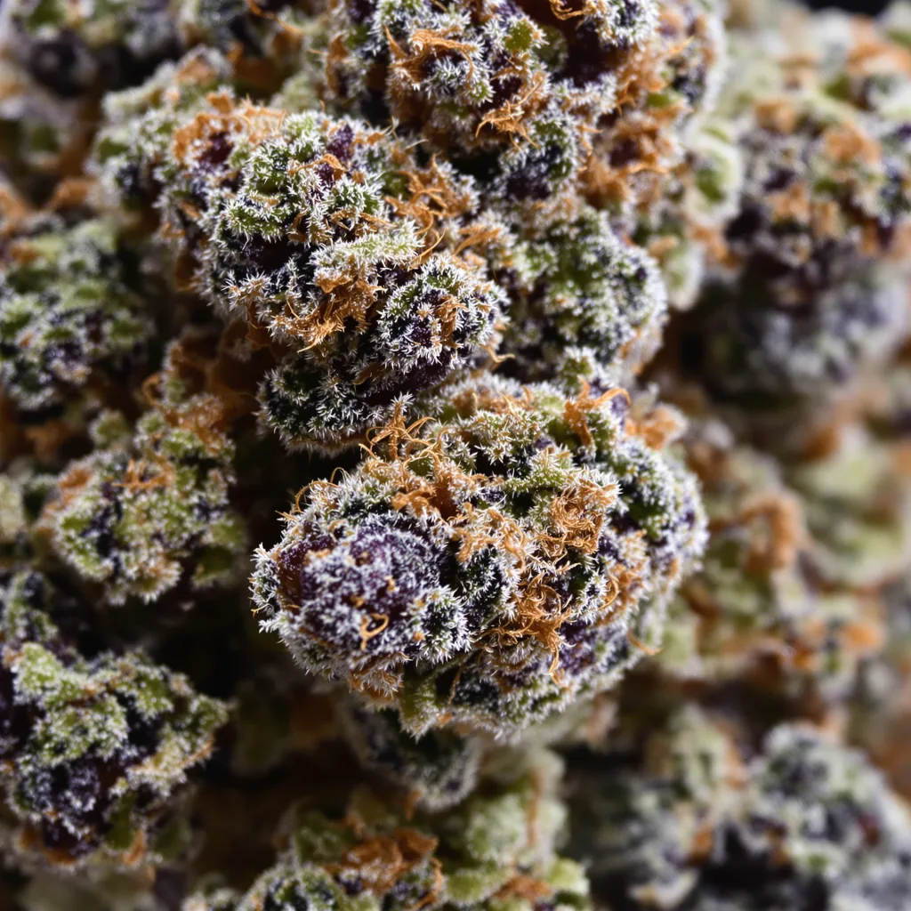 Gros plan de fleur de cannabis Grape God montrant calices denses aux reflets violets