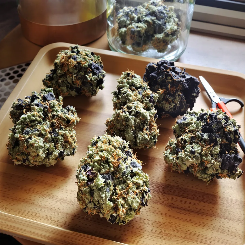 Grape Soda 81% indica / 19% sativa — fleur avec trichomes visibles