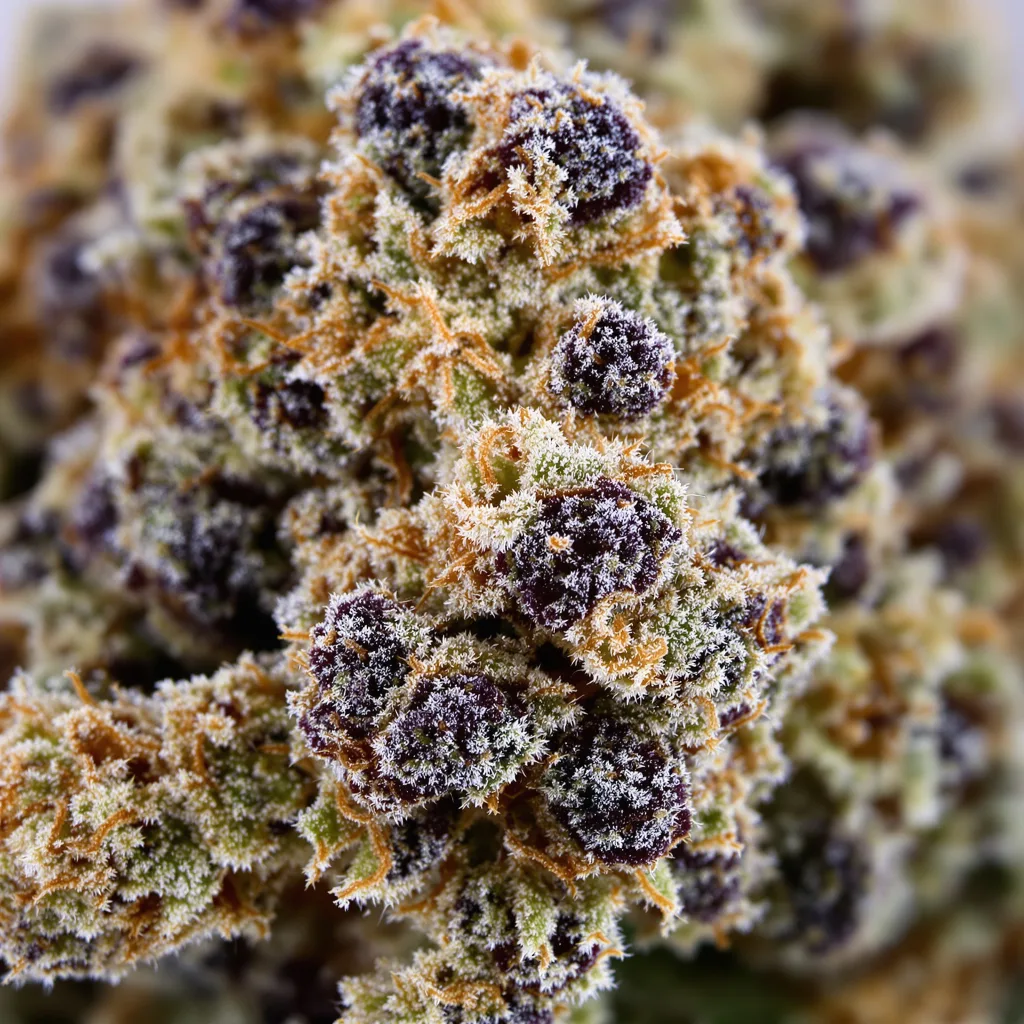 Gros plan de fleur de cannabis Grape Soda montrant calices denses aux reflets violets