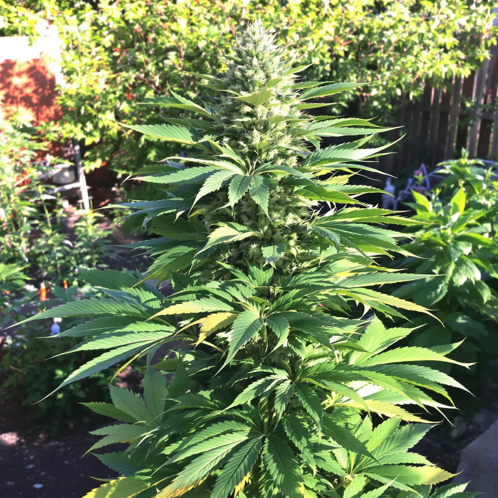 Grape Soda 81% indica / 19% sativa — fleur avec trichomes visibles