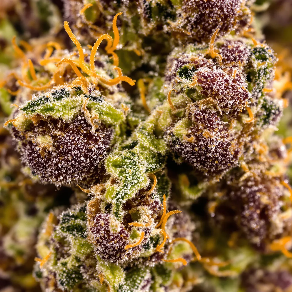 Gros plan de fleur de cannabis Grape Stomper montrant calices denses aux reflets violets