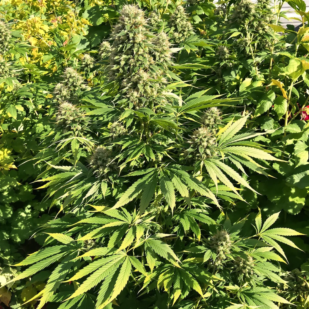 Grape Stomper 75% indica / 25% sativa — fleur avec trichomes visibles