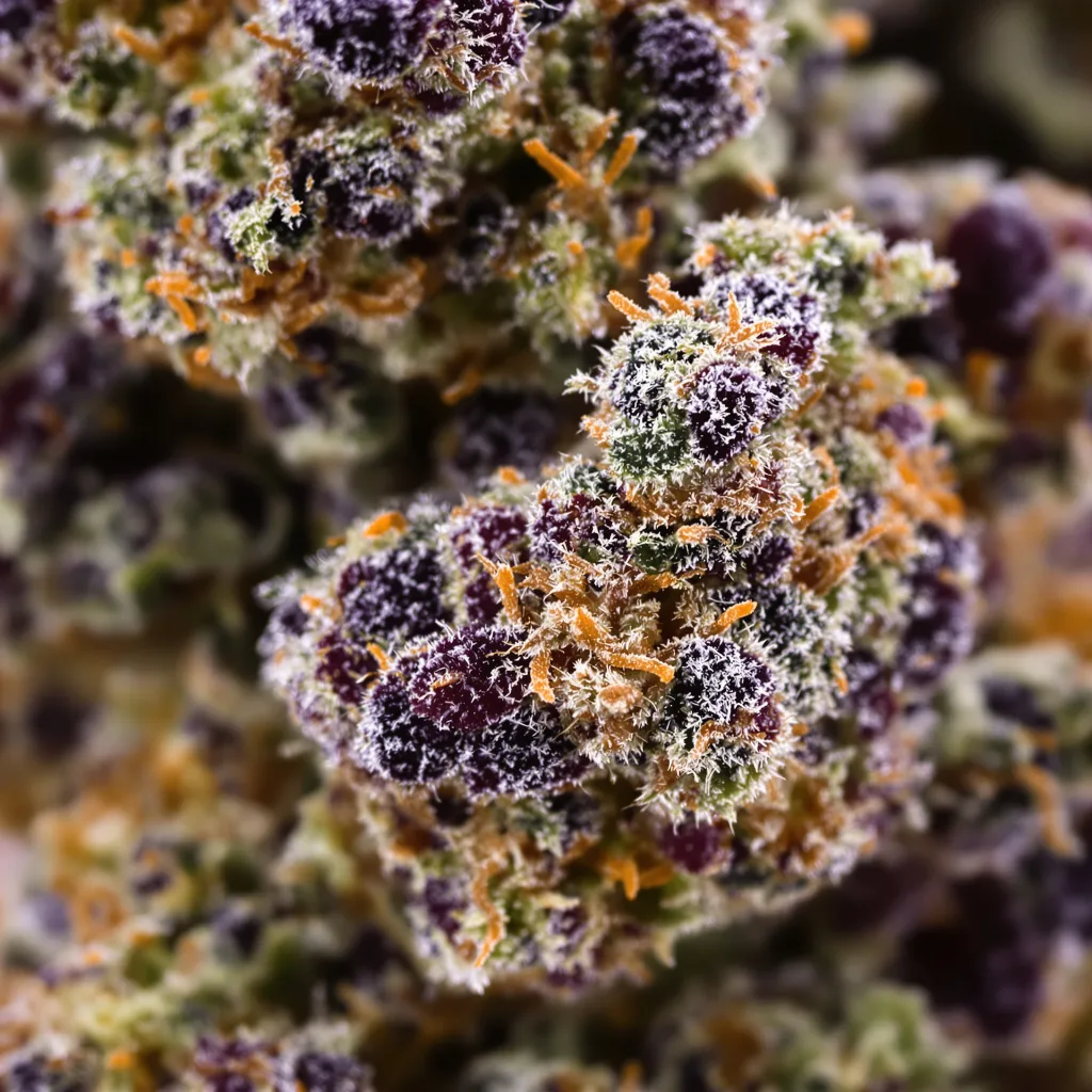 Gros plan de fleur de cannabis Grape Valley Kush montrant calices denses aux reflets violets