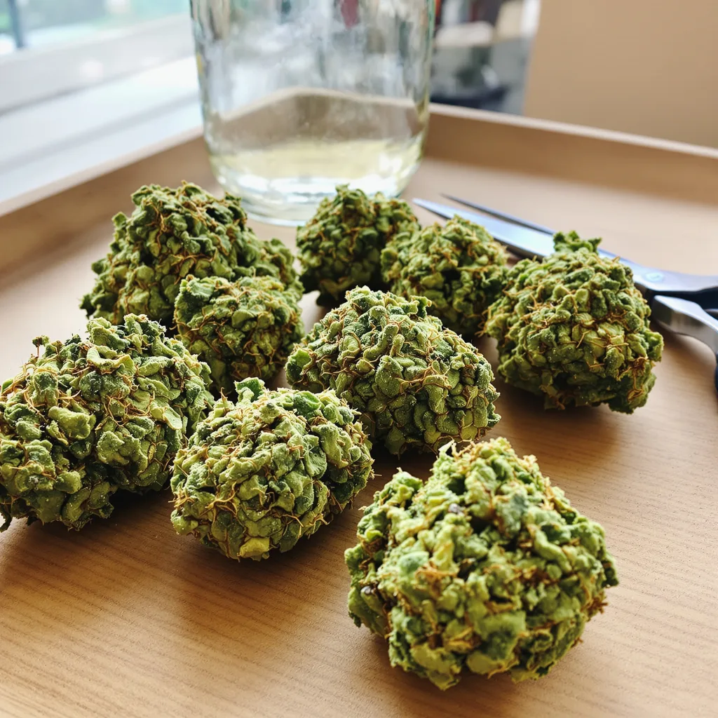 Grapefruit 30% indica / 70% sativa — fleur avec trichomes visibles