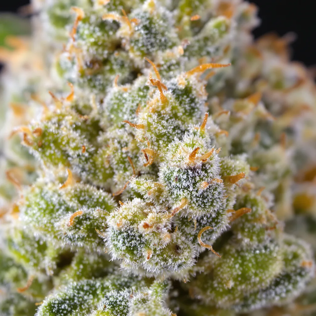 Gros plan de fleur de cannabis Grapefruit montrant structure aérée vert lime