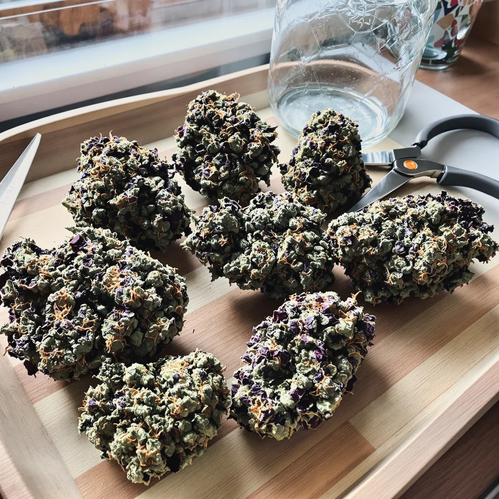 Grapefruit Kush 70% indica / 30% sativa — fleur avec trichomes visibles