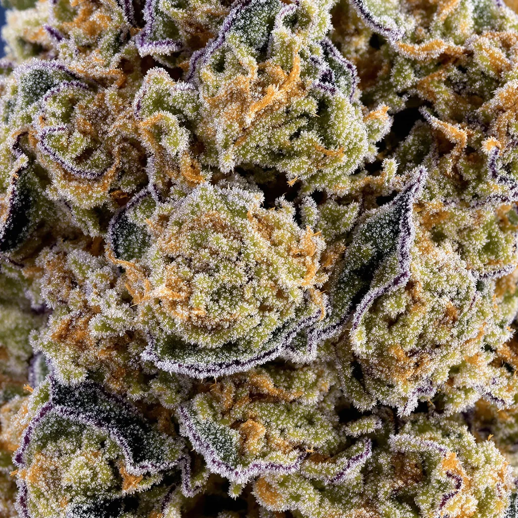 Gros plan de fleur de cannabis Green Crack montrant structure équilibrée avec trichomes givrés