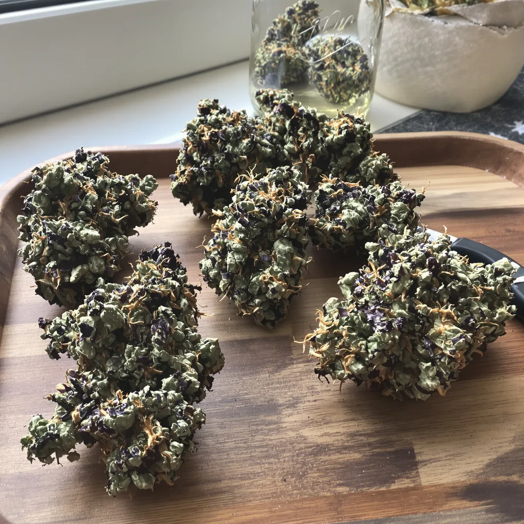 Green Crack Punch 84% indica / 16% sativa — fleur avec trichomes visibles