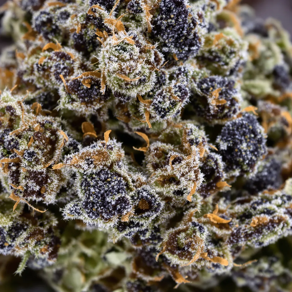 Gros plan de fleur de cannabis Green Crack Punch montrant calices denses aux reflets violets