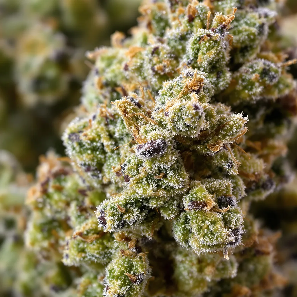 Gros plan de fleur de cannabis Green Goblin montrant structure équilibrée avec trichomes givrés