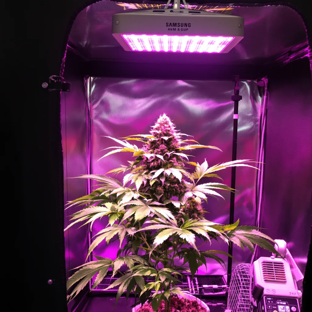 Plante de cannabis Green Goddess en floraison — 90-130 cm féminisée