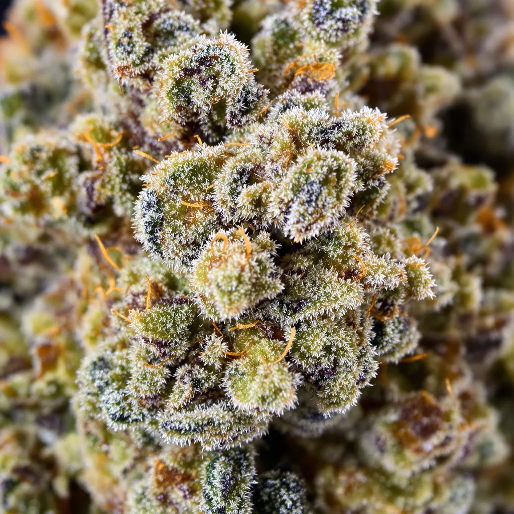 Gros plan de fleur de cannabis Green Line OG montrant nugs denses vert forêt