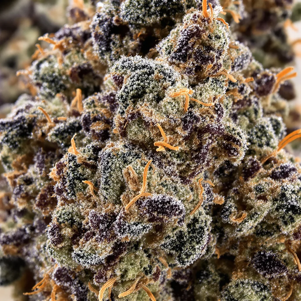 Gros plan de fleur de cannabis Green Love Potion montrant calices denses aux reflets violets