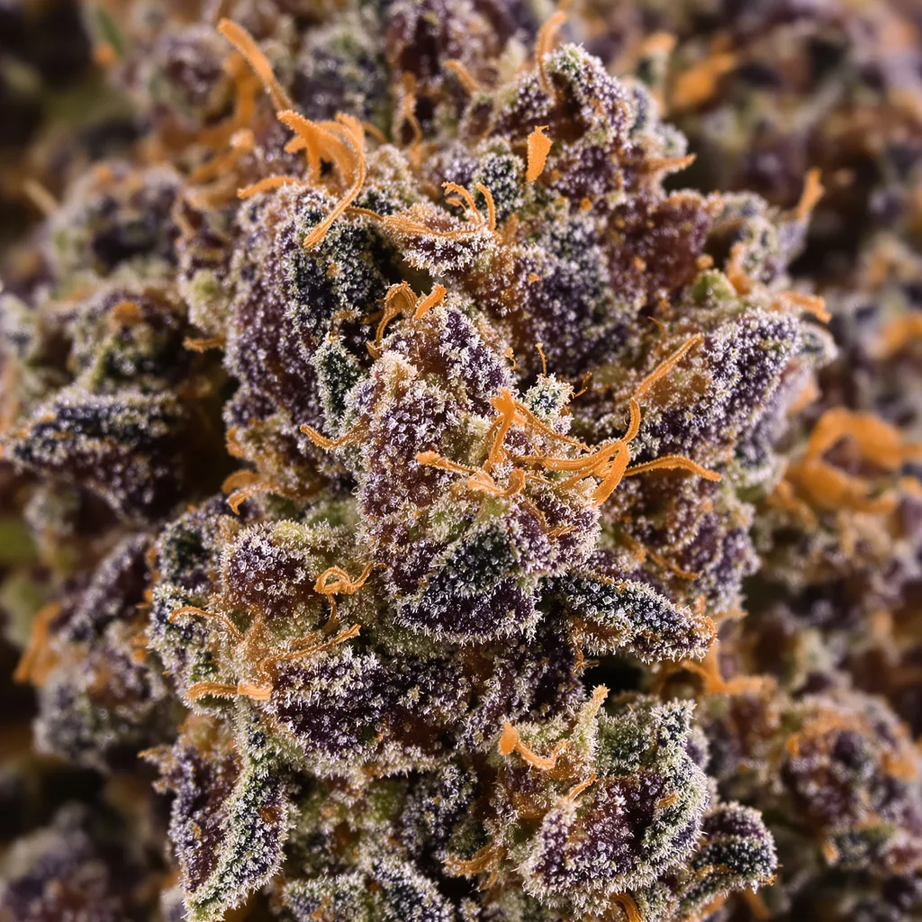 Gros plan de fleur de cannabis Green Ribbon montrant calices denses aux reflets violets