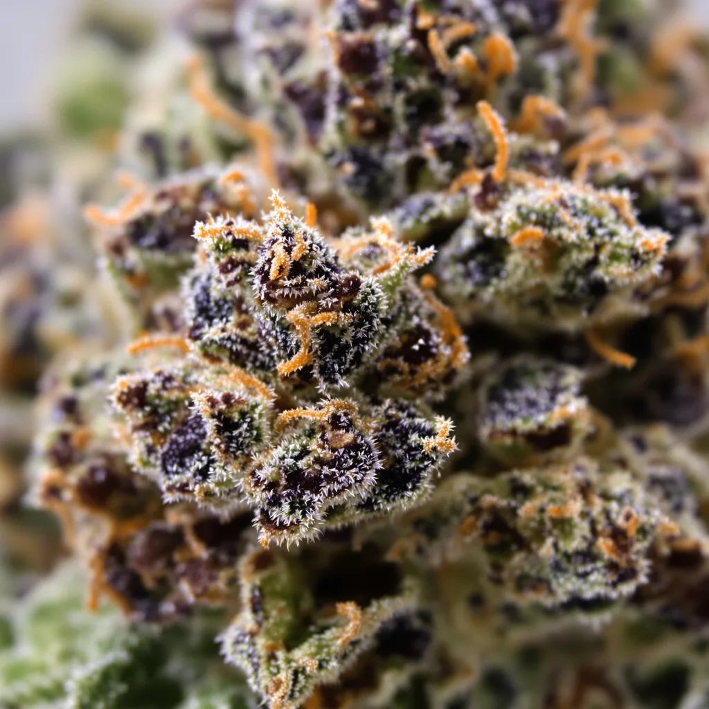 Gros plan de fleur de cannabis Green Ribbon montrant calices denses aux reflets violets