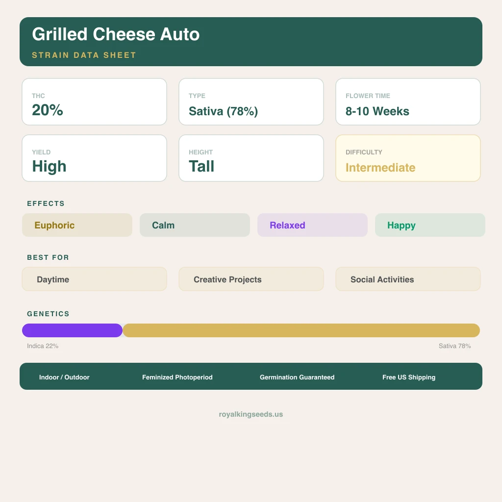 Grilled Cheese 22% indica / 78% sativa — fleur avec trichomes visibles