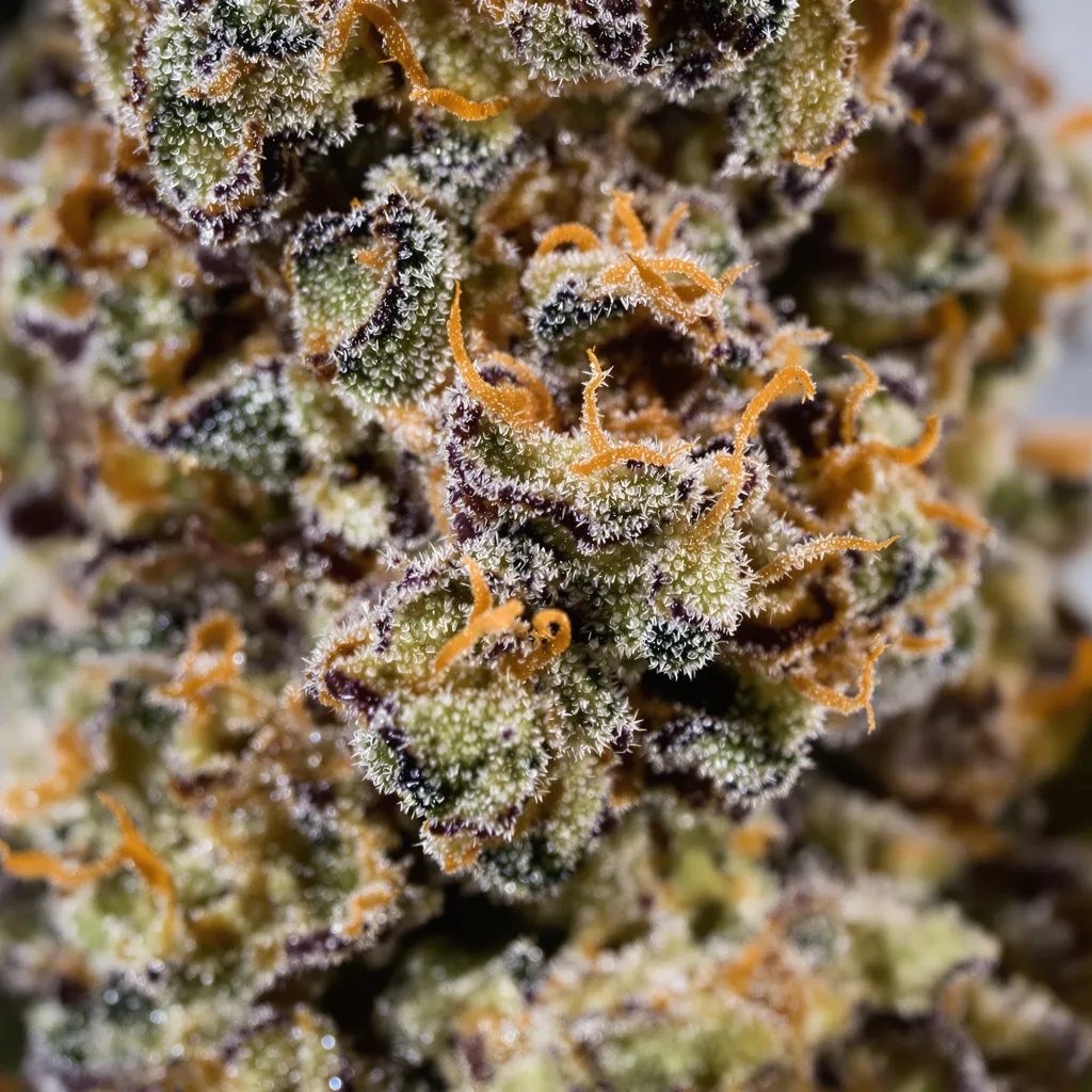 Gros plan de fleur de cannabis Grimace montrant calices denses aux reflets violets