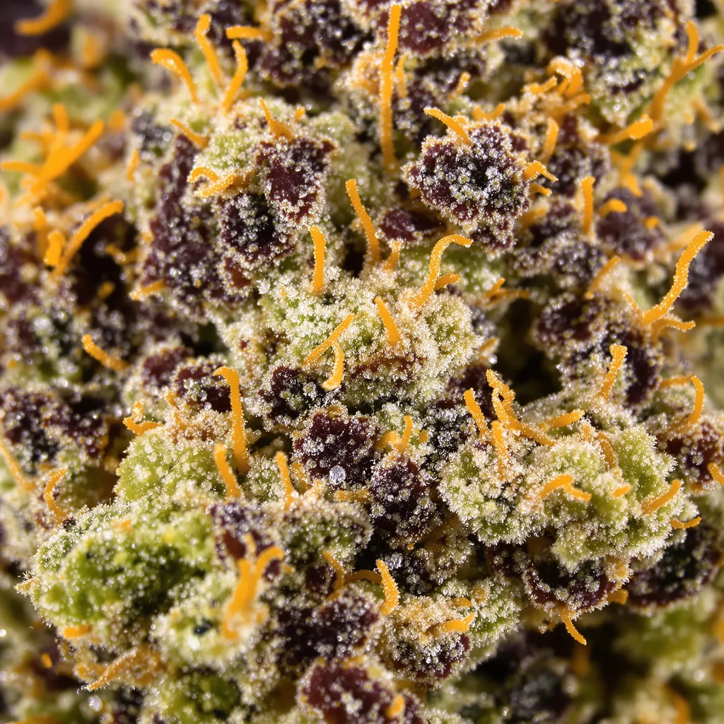 Gros plan de fleur de cannabis Guard Dawg montrant calices denses aux reflets violets