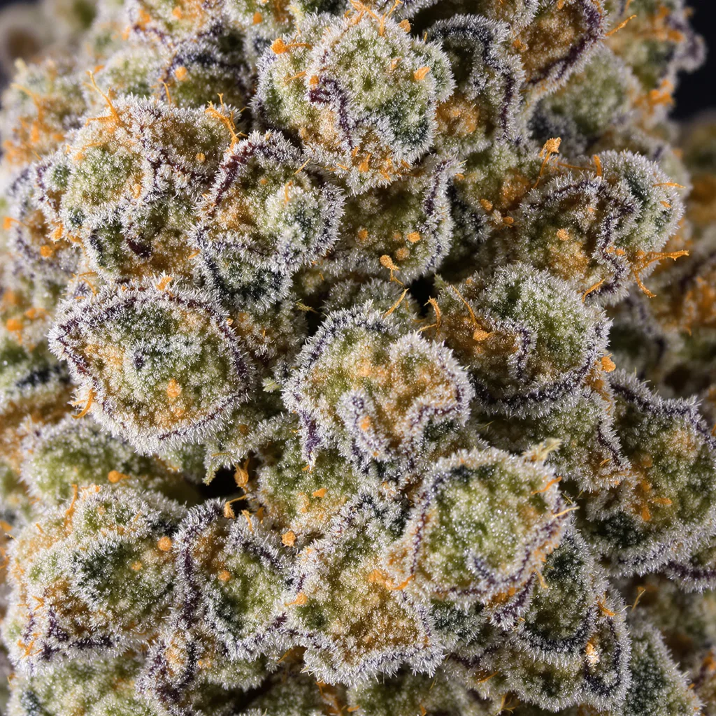 Gros plan de fleur de cannabis Guido Kush montrant structure équilibrée avec trichomes givrés