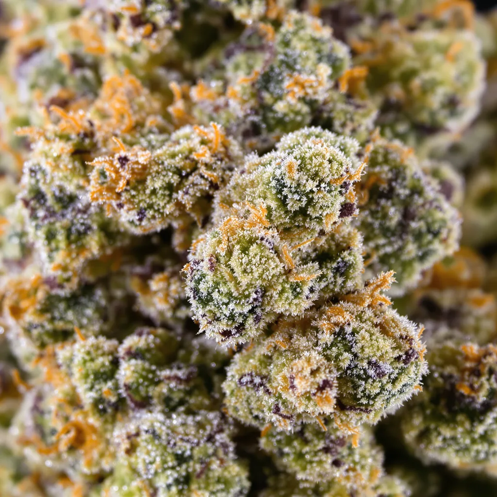 Gros plan de fleur de cannabis Gupta Kush montrant structure équilibrée avec trichomes givrés