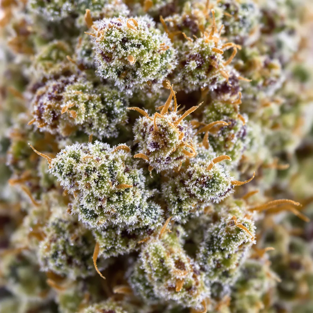 Gros plan de fleur de cannabis Guptilla montrant structure équilibrée avec trichomes givrés