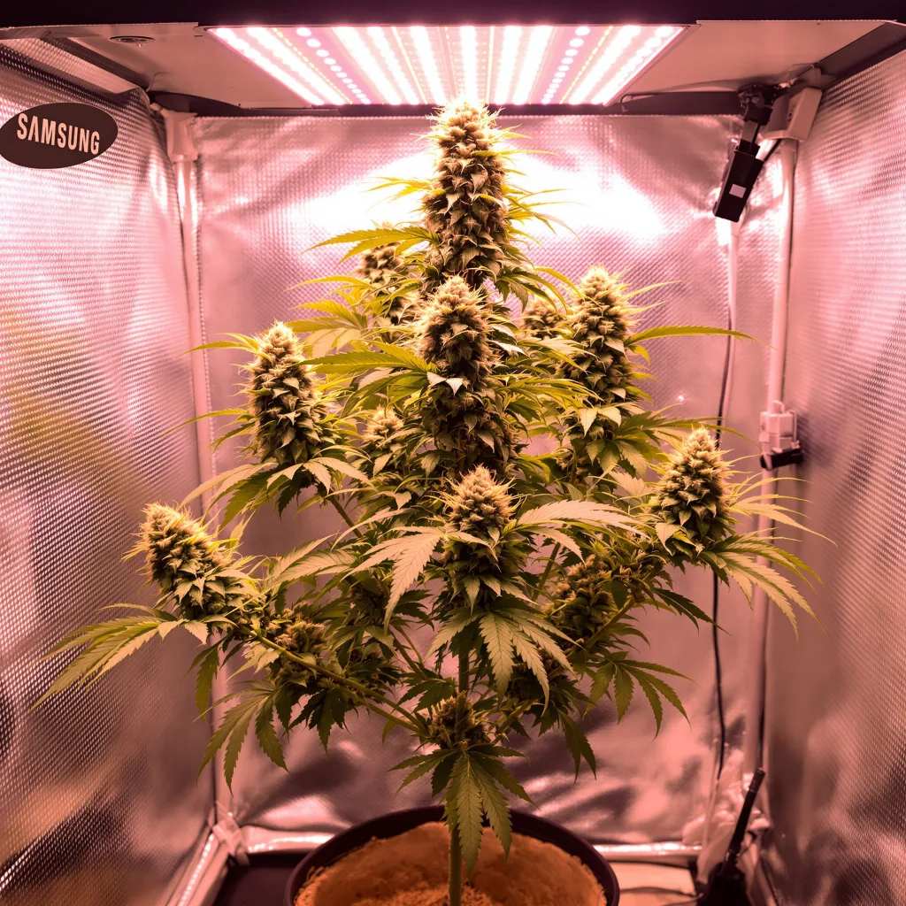 Plante de cannabis Harlequin CBD en floraison — 120-180 cm féminisée
