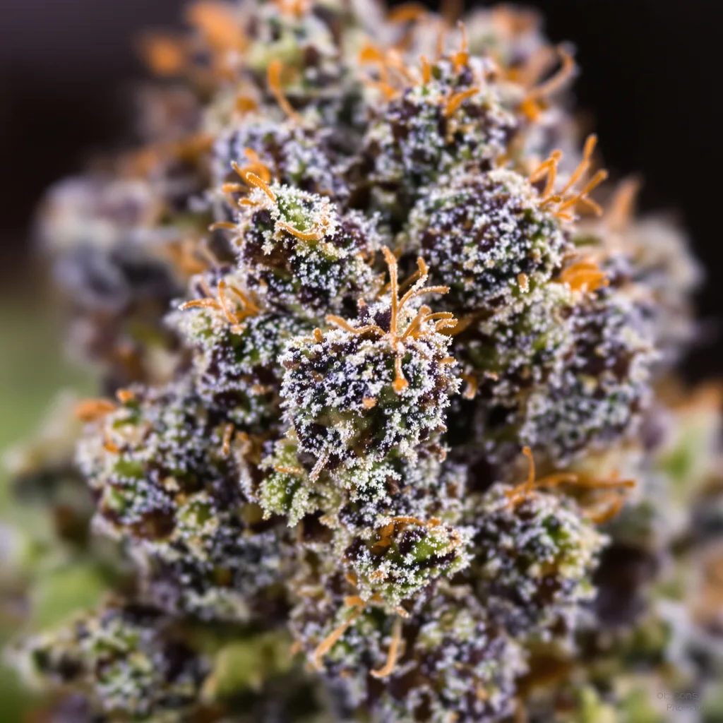 Gros plan de fleur de cannabis Hash Plant montrant calices denses aux reflets violets