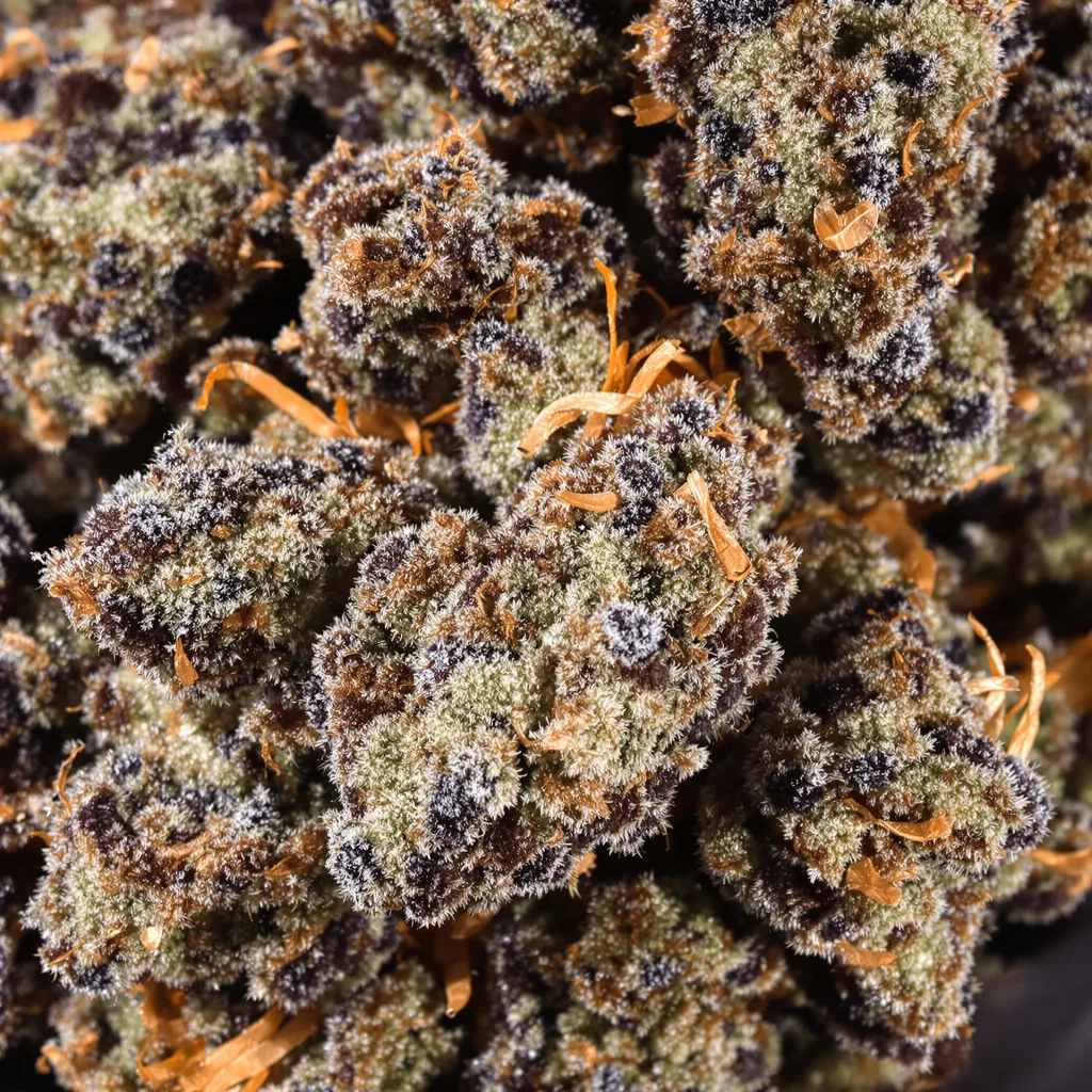 Gros plan de fleur de cannabis Hashbar OG montrant calices denses aux reflets violets