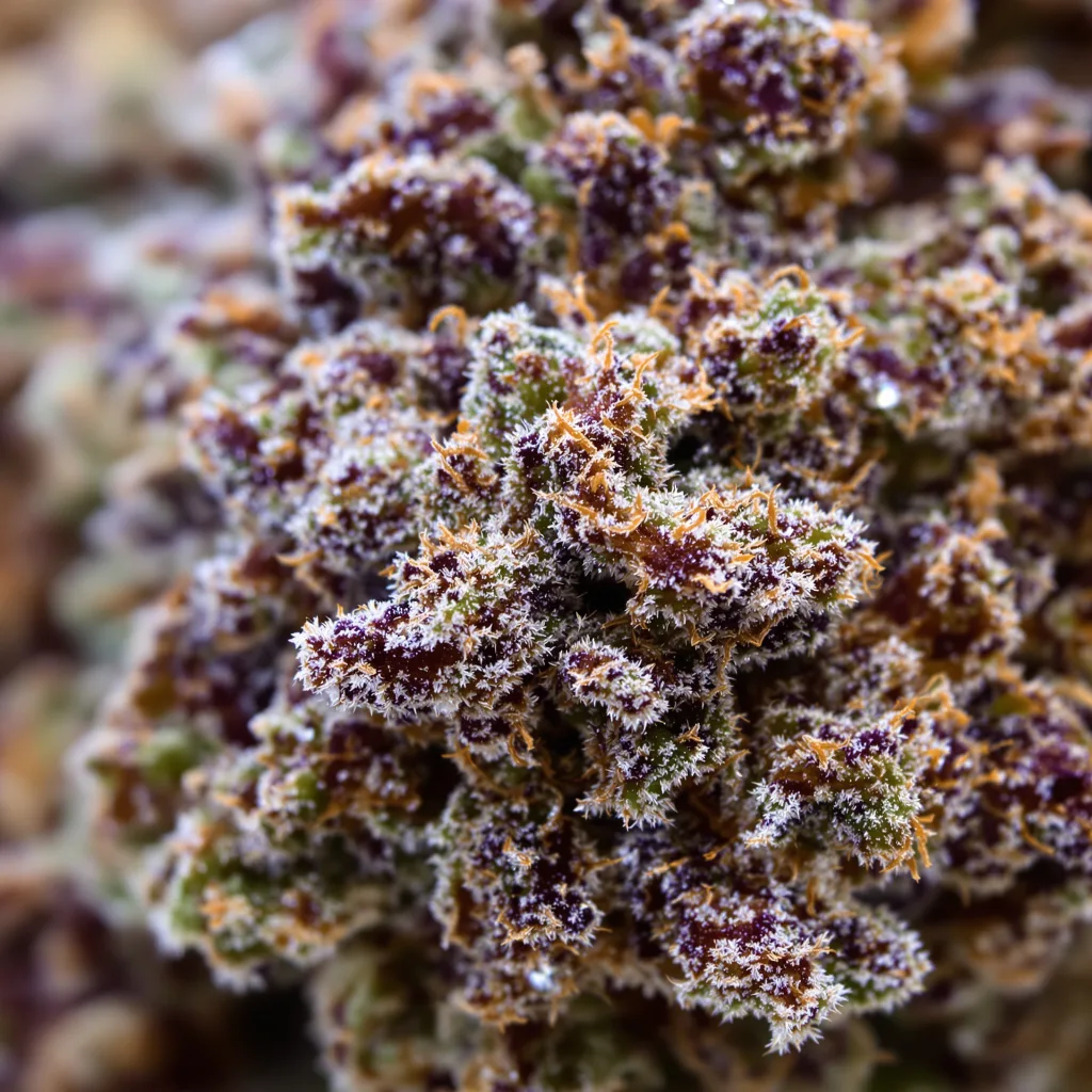 Gros plan de fleur de cannabis Hashbar OG montrant calices denses aux reflets violets