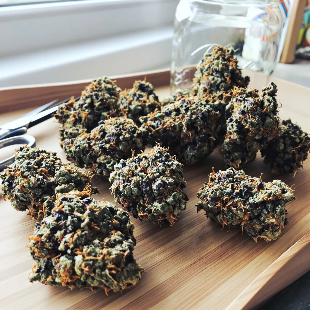 Hashberry 70% indica / 30% sativa — fleur avec trichomes visibles