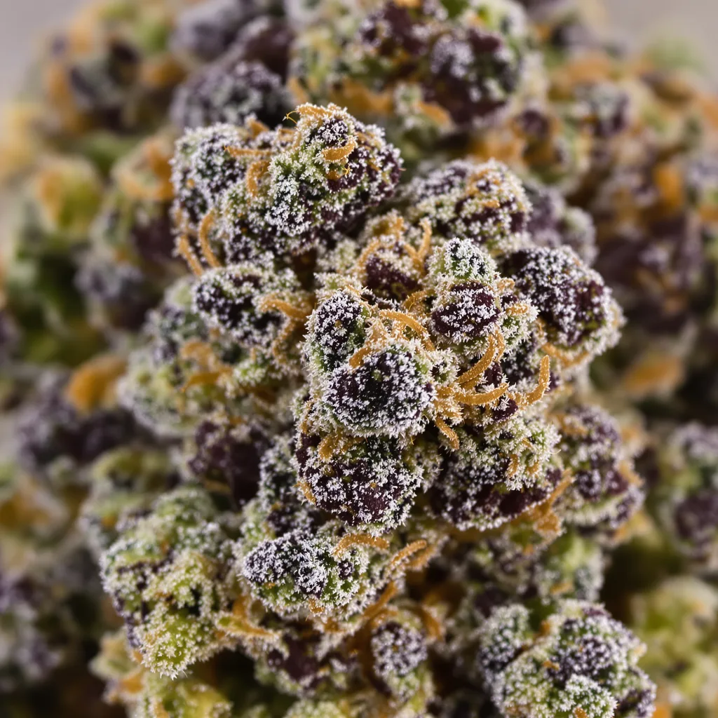 Gros plan de fleur de cannabis Hashberry montrant calices denses aux reflets violets