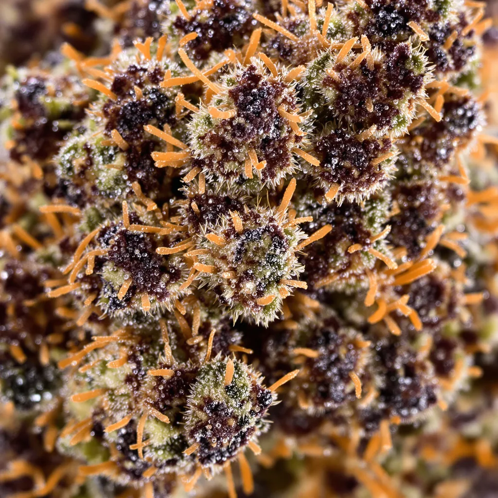 Gros plan de fleur de cannabis Hawaiian montrant calices denses aux reflets violets