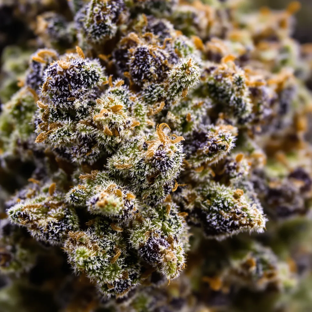 Gros plan de fleur de cannabis Hawaiian montrant calices denses aux reflets violets