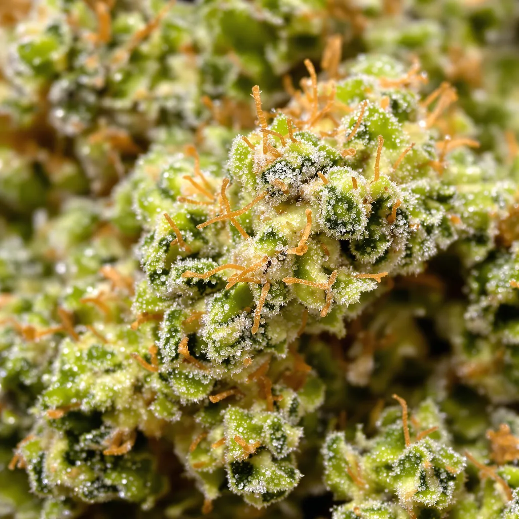 Gros plan de fleur de cannabis Hawaiian Haze montrant structure aérée vert lime