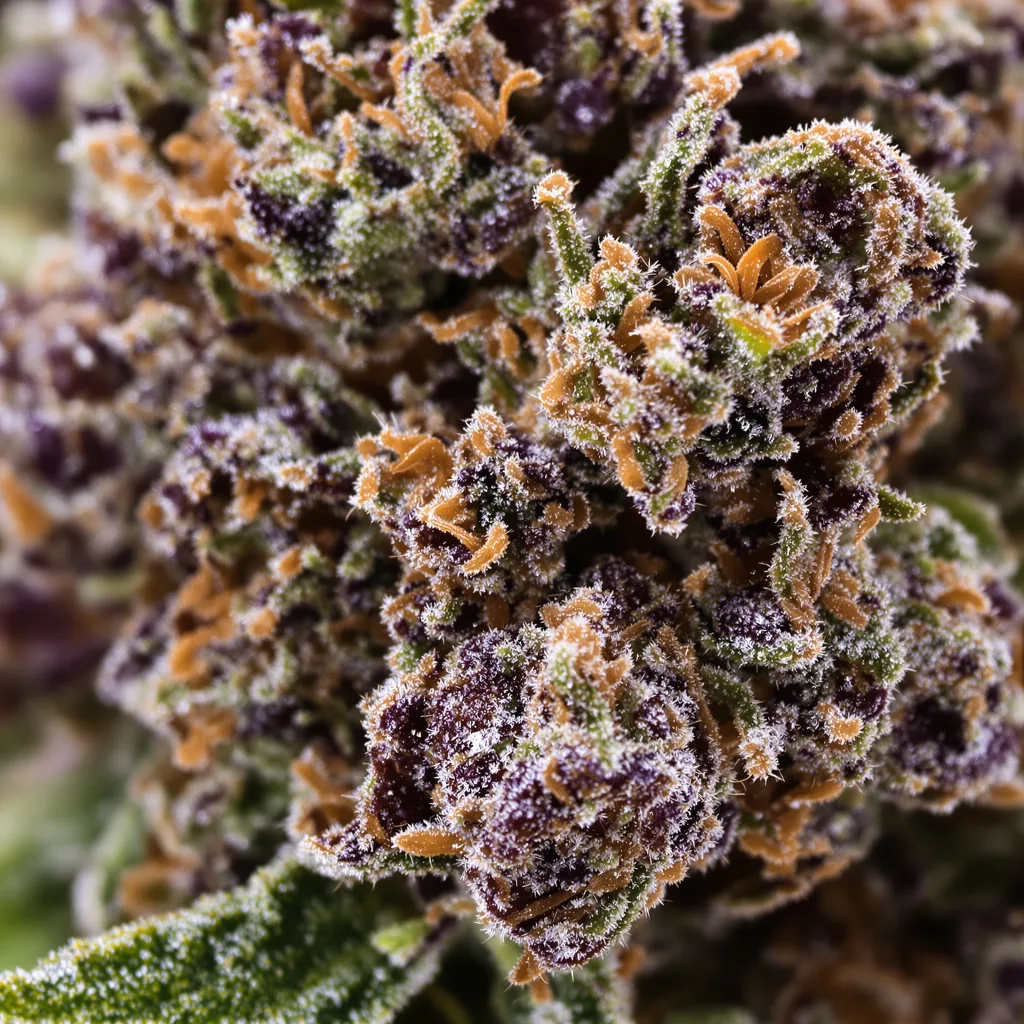 Gros plan de fleur de cannabis Hawaiian Purple Kush montrant calices denses aux reflets violets