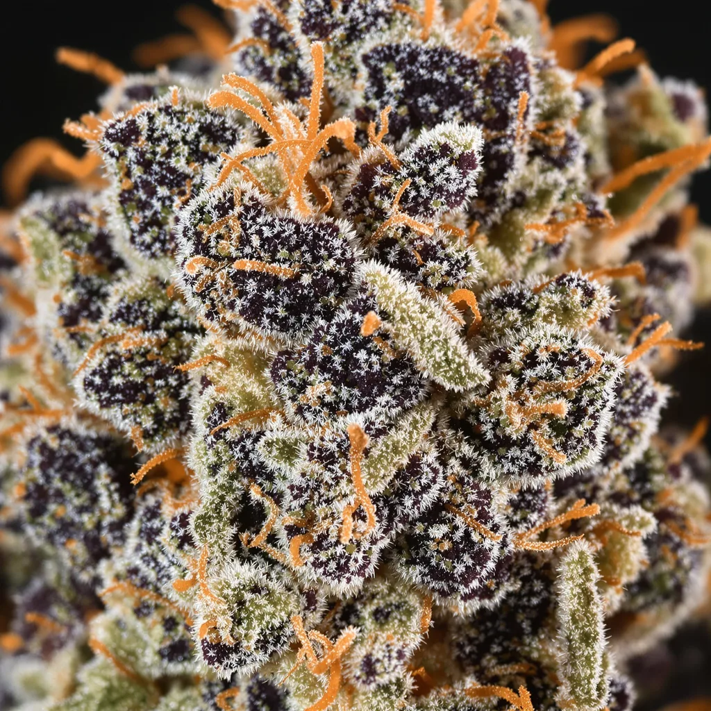 Gros plan de fleur de cannabis Haze XL montrant calices denses aux reflets violets