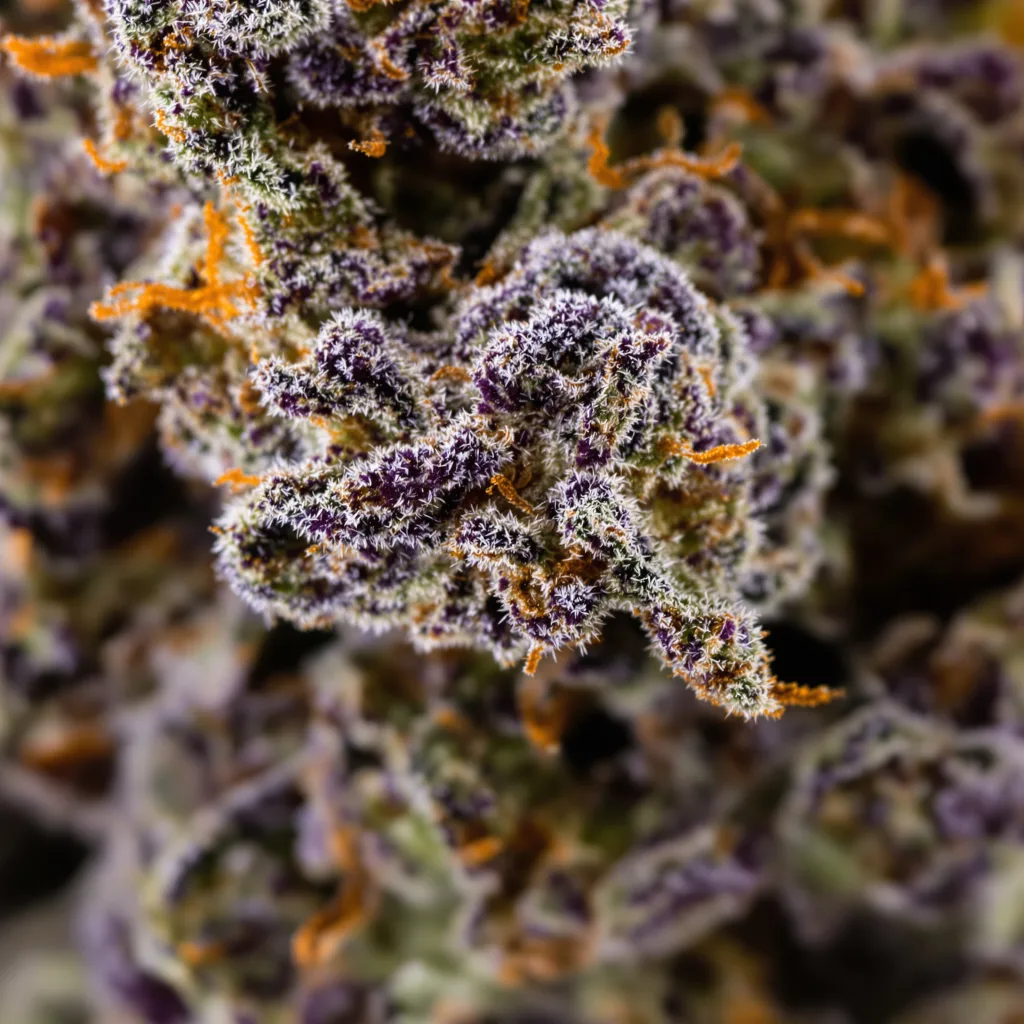 Gros plan de fleur de cannabis Haze XL montrant calices denses aux reflets violets