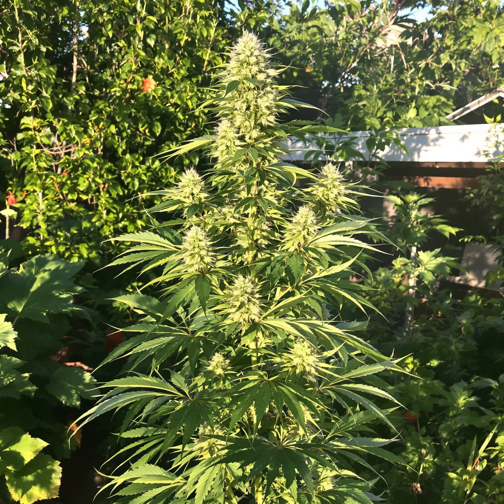 Hektol 21% indica / 79% sativa — fleur avec trichomes visibles