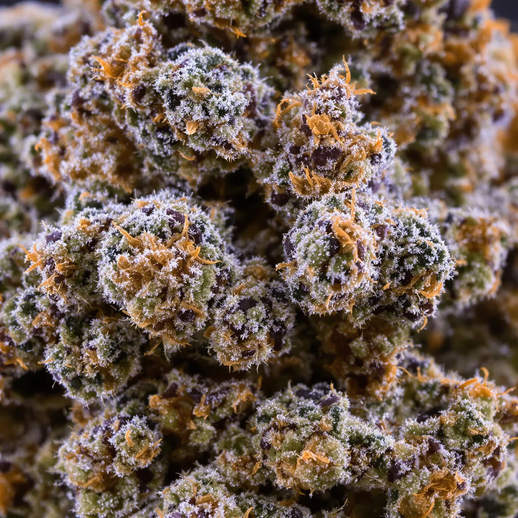 Gros plan de fleur de cannabis Hell's OG montrant calices denses aux reflets violets