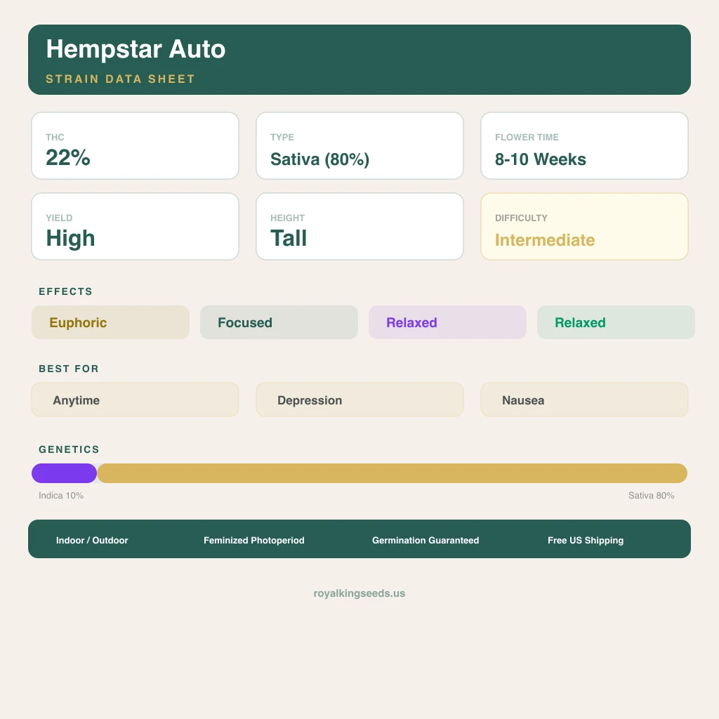 Hempstar 10% indica / 80% sativa — fleur avec trichomes visibles